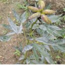 영천농약종묘 | 작약 재배 시 연작지는 피해야 합니다··· 가장 적절한 방법은?