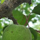 푸른 식물병원 이미지