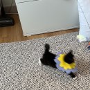 주방 행주로 넥카라 한 아기 고양이 이미지