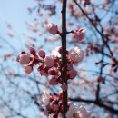 응봉역(경의중앙선) | [서울 응봉산 개나리 축제] 가는법/개화상황/먹거리/후기