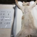 소정안길 노트펫