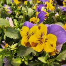 큰돌농장 이미지