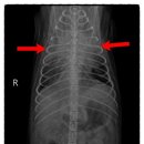 비포유동물병원 이미지