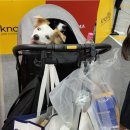 펫테리 | 버디두기 유모차 사용후기ㅣ논슬립유모차고리ㅣ버디두기라이더테리