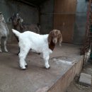 정생농장 이미지