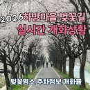 마조마을 간이화장실(마을안) | [충주]🌸하방마을 벚꽃길🌸 실시간 개화상 2026.04.09 벚꽃명소 주차정보 후기