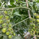 아직까지 왕성한 세력을 자랑하는 유기농 대추방울 토마토 이미지