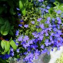 로벨리아 이미지