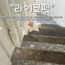 라이크펫 | 코스추천 아이들이 좋아하는 고양이 강아지 카페 “라이크펫“ 광주 강아지카페 추천 내돈내산 후기 ❤️💛
