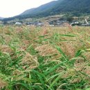 갈대이야기 이미지