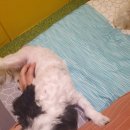 아리댕댕애견카페 이미지