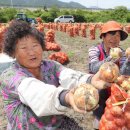 함양톱밥 이미지