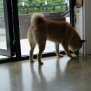 강촌골능이능이백숙 이미지