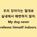 우리강아지(My Dog) 이미지