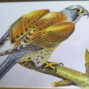 색연필 그림 이미지