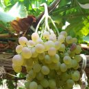 혜진네포도원 이미지