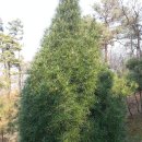 금송농장2 이미지