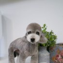 도그스타일 이미지