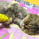 야옹아 놀자 포항점 이미지