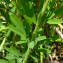 초월약초 이미지