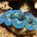 대왕조개 [Giant Clam] 이미지