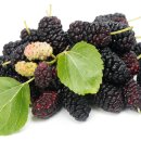 오디가개 이미지