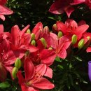 한국아그로 이미지