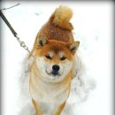 왕초켄넬 이미지