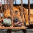 용종농장 이미지