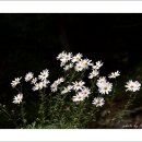 공주-07 이미지