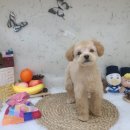 도그룸 (DO GROOM) 이미지