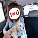 일마레 동물 메디컬 센터 이미지