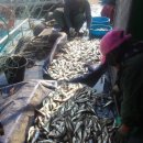 뚝지펜션 이미지