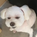 봄사랑 동물병원 이미지