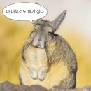 수진이 슈퍼 | 19. 사랑해주세요, 알프레도