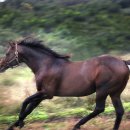 신진목장 이미지