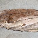 자연+인간+우연 이미지