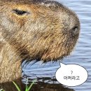 카페산정현 | 사람은 혼자 보는 일기장에도 거짓말을 쓴다