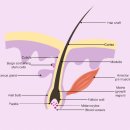 plant stem cell 식물 유래 줄기세포 탐구!! 2020 이미지