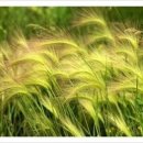 서정적인 이미지