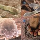 벨르스킨 이미지