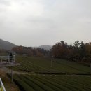 다원농장 | 강진 사진 찍기 좋은 곳 강진 녹차밭 설록다원