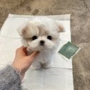 퍼피몽 네이버블로그