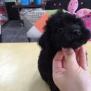 제주헬로우펫 이미지