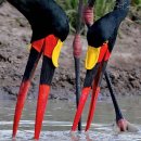 Saddle_Billed Storks. 이미지