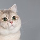 러브펫 동물병원 이미지