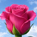 Just Fall In Love Again / Anne Murray/Smokie - Living Next Door to Alice 외 이미지