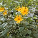 [소개]뚱딴지, 돼지감자, 뚝감자, Jerusalem Artichoke, Girasole 이미지