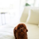 러블리퍼피 이미지