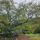 청려수련원 | #43. 집에서 20분 거리 캠핑장? 새싹동산 청려수련원 솔직후기(대운동장2)